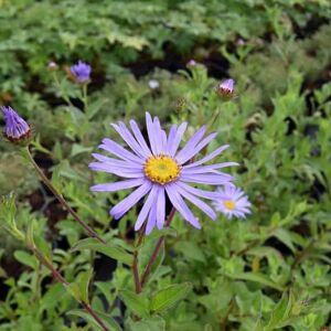 Aster × frikartii 'Mönch' ---